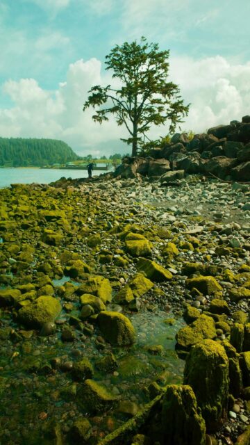 Lone Tree on a Rocky Shore with Mossy Stones