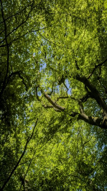 Serene Forest Canopy