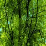 Lush Green Canopy of a Tall Tree Against the Sky