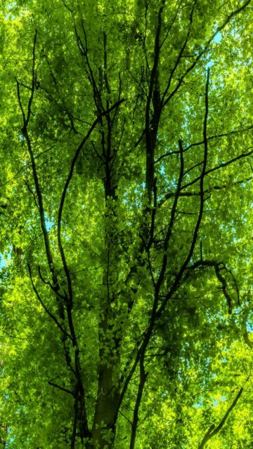 Lush Green Canopy of a Tall Tree Against the Sky