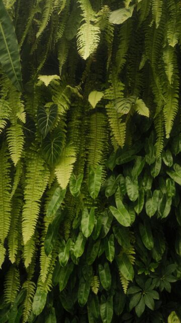 Lush Green Ferns And Tropical Leaves Create A Dense Wall