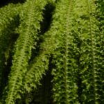 serene-ferns-hanging-above-mobile-wallpaper