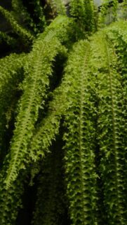 serene-ferns-hanging-above-mobile-wallpaper