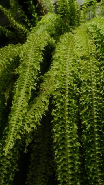 serene-ferns-hanging-above-mobile-wallpaper