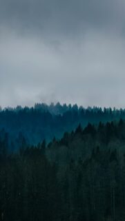 Mystical Morning Mistlands with Gray Clouds