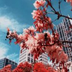 Pink-Toned Trees Against A Bright Blue Sky