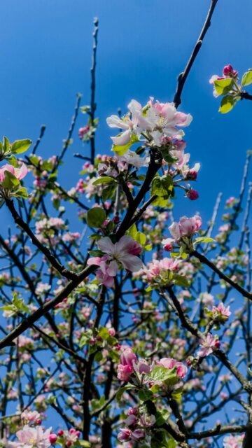 Pink Apple Blossoms Bloom Against A Clear Blue Sky