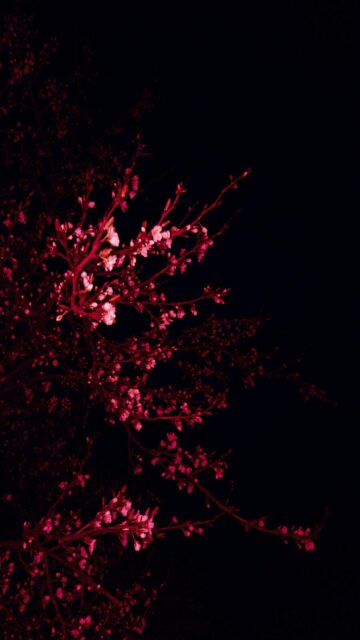 Elegant Pink Blooms at Night