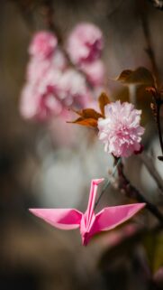 Pink Origami Crane with Cherry Blossoms