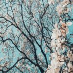 Sakura Tree In Bloom - Japanese Cherry Blossom Mobile Wallpaper