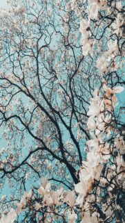 Sakura Tree In Bloom – Japanese Cherry Blossom Mobile Wallpaper