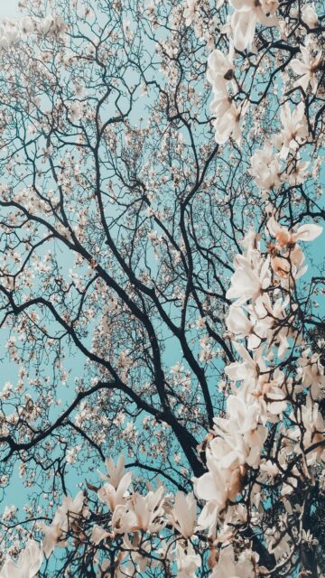 Sakura Tree In Bloom - Nature Mobile Wallpaper
