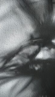 Palm Leaf Shadows on Textured Wall