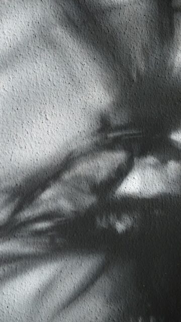 Palm Leaf Shadows on Textured Wall