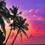 Coconut Palm Trees Silhouette