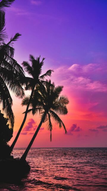 Coconut Palm Trees Silhouette