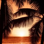 Coconut Tree Silhouettes at Sunset