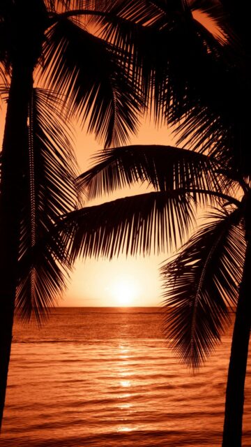 Coconut Tree Silhouettes at Sunset