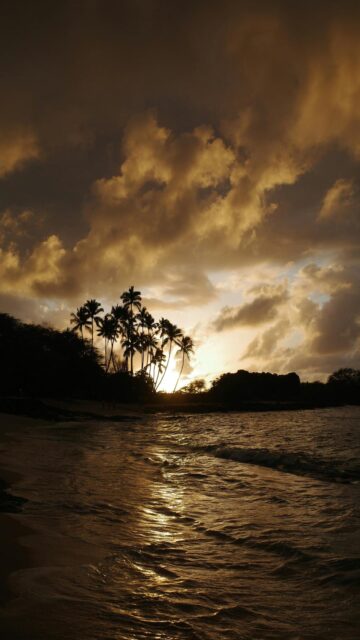 Serenene Sunset on Tropical Beach with Palm Trees