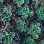 Top View of Green Succulent Plants