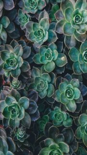 Top View of Green Succulent Plants