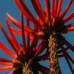 Vibrant Coral Tree Flowers Against A Bright Blue Sky