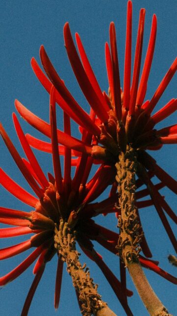 Vibrant Coral Tree Flowers Against A Bright Blue Sky