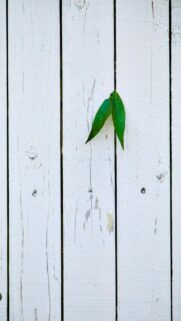 Serene Nature Scene: Two Green Leaves Against A White Wooden Fence