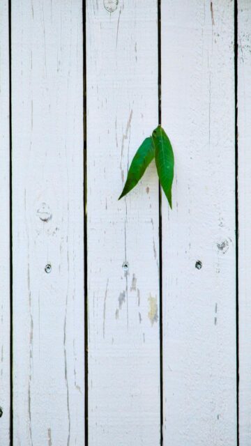 Serene Nature Scene: Two Green Leaves Against A White Wooden Fence