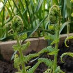 Fern Unfurling in Garden - Nature's Wonders