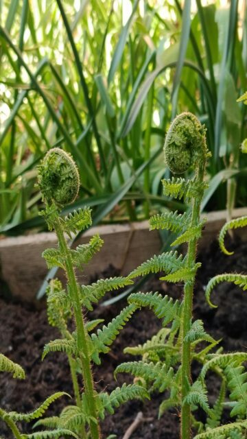 Fern Unfurling in Garden - Nature's Wonders