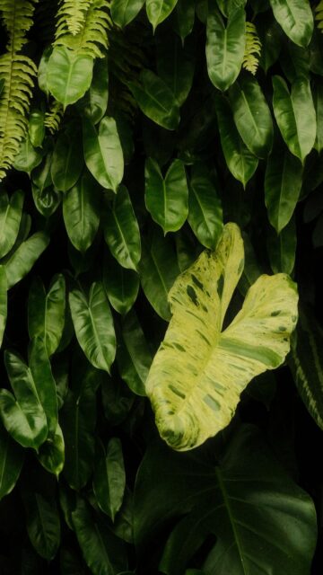 Variegated Leaf Among Lush Green Foliage