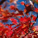 Vibrant Red Maple Leaves Against A Bright Blue Sky