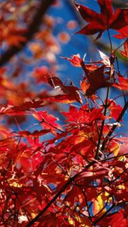 Vibrant Red Maple Leaves Against A Bright Blue Sky