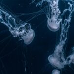 White Jellyfishes Swimming