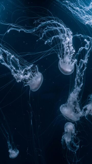 White Jellyfishes Swimming
