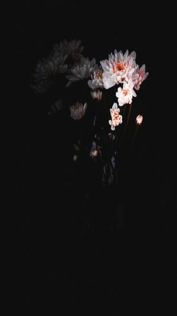Elegant White Petal Flower on Dark Background