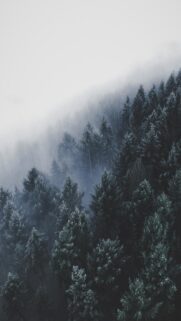 Foggy Germany Landscape with Pine Trees
