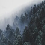 Breathtaking Foggy Pine Trees in Germany