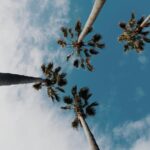 Coconut Trees Landscape Wallpaper