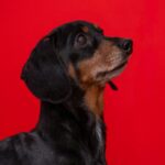 Black And Tan Dachshund Mobile Wallpaper