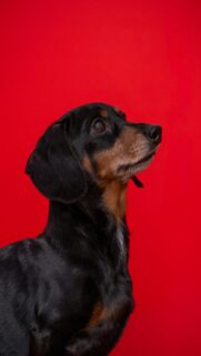 Black And Tan Dachshund Mobile Wallpaper