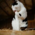 Black And White Cat Grooming Paw