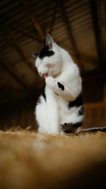 Black And White Cat Grooming Paw