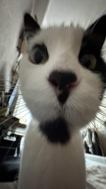 Serene Black And White Feline Gaze