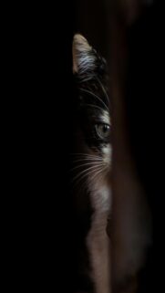 Whiskered Wonder
