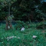 whimsical-black-and-white-cat-in-lush-green-grass