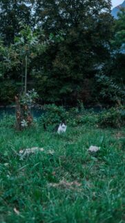 whimsical-black-and-white-cat-in-lush-green-grass