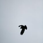 Cloudy Skies with a Free Bird