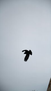 Cloudy Skies with a Free Bird